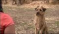 dr dolittle 3-avi_437.jpg